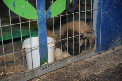 В районе Хайфы задержаны два человека за жестокое обращение с собаками