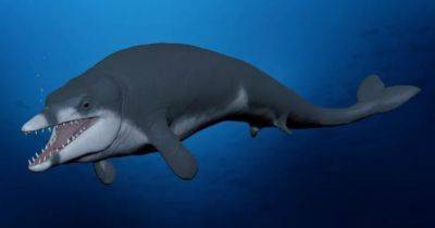 Морской Тутанхамон. В Египте обнаружили останки уникального древнего кита: он жил 41 млн лет назад (фото) - focus.ua - США - Украина - Египет - Каир