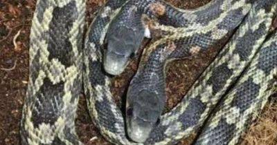Вновь вернулась: двухголовая змея обладает "двумя разными личностями" (фото)