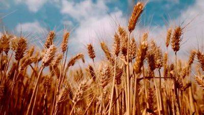 Минсельхоз Литвы: импорт и транзит в Литву зерна из Украины – без нарушений