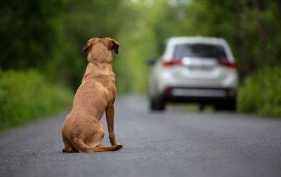 В Италии планируют лишать прав водителей, которые бросают животных на дороге