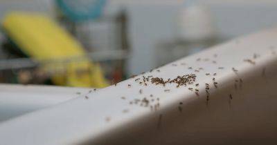 "Работает всегда": названо лучшее домашнее средство для избавления от муравьев