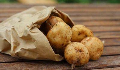 Как определить, напичкан ли картофель нитратами: вы не будете больше травиться химикатами - ukrainianwall.com - Украина