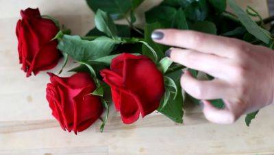 Как правильно срезать розы, чтобы не повредить куст: это поможет вам не угробить розарий