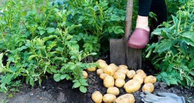 Можно ли выкапывать картошку раньше? В многолетнем споре поставлена жирная точка - cxid.info