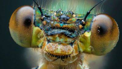 Удивительные снимки насекомых от шотландского фотографа - fokus-vnimaniya.com - Шотландия