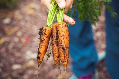 Морковка будет сладенькой и сочной: чем ее нужно подкормить в августе. Секрет дачника