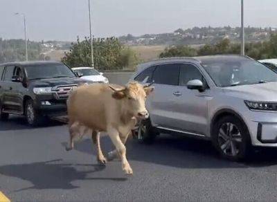 Префект полиции пытался поймать корову на шоссе №1