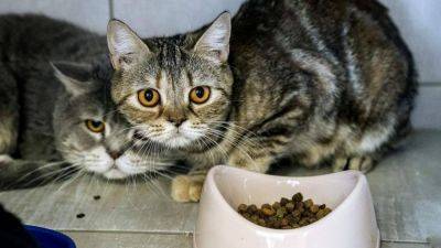 Не в кота корм: власти проверят рост цен на еду для домашних животных