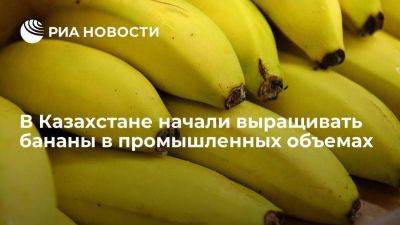 Турецкая компания GenGroup Qazaqstan начала выращивать бананы в Казахстане