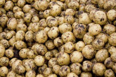Минсельхоз: производители картофеля в России снизили цены на 23,5 процента