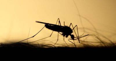 Найден новый эффективный способ борьбы с комарами: самцов лишат возможности слышать