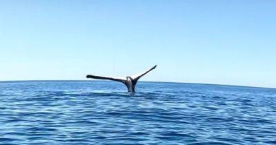 Греет хвост на солнце: в Австралии засняли редкие кадры кита, стоящего на голове (видео)