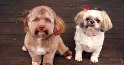 Собака с "человеческим лицом": люди начали сравнивать милое животное со звездами (фото)
