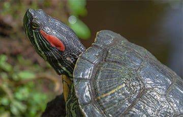 На Свислочи в Минске нашли необычную черепаху