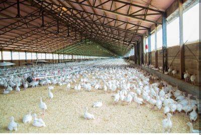 Более 10 тыс. кур погибли от жары: Минсельхоз обвиняет в этом устаревшие птицефабрики