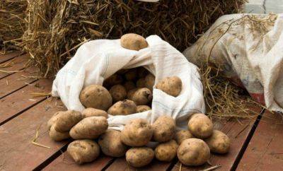 Не навлеките беду на свой дом: названы дни, когда ни в коем случае нельзя копать картошку