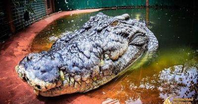 Не учли часть морды и хвоста. Крокодил-гигант, живущий в неволе, может быть больше, чем все думали - focus.ua - Украина - Австралия - Филиппины