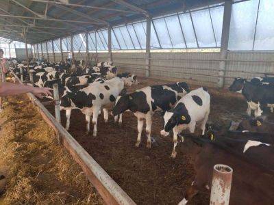 Молочную ферму стоимостью 600 млн строят в Нижегородской области