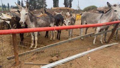 Десятки животных спасены на пиратской ферме в округе Ха-Шарон