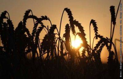 Пошлина на экспорт пшеницы из России с 16 августа повысилась на 27,2%