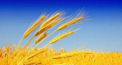 Китай сохранил первое место среди производителей пшеницы