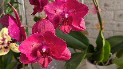 Готовимся к похолоданиям: что нужно успеть сделать с орхидеей до осени