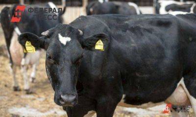 Приставы в Новосибирской области за долги арестовывают коров