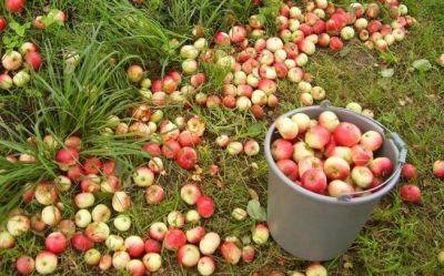 Вы угробите все деревья: почему опавшие яблоки нужно как можно быстрее собрать с земли
