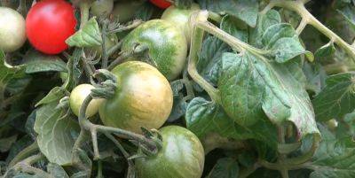 Почему ваши помидоры не спеют на кустах: основные причины неправильного ухода
