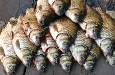 Рыбные дни: календарь опытного рыбака на август 2023 года. Улов будет, что надо