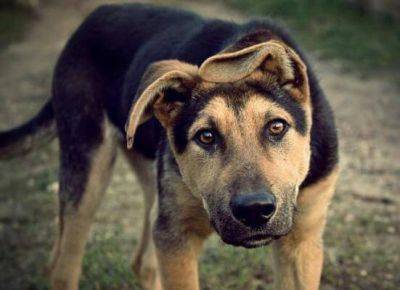 В Северодонецке дикие и голодные собаки нападают на жителей, - соцсети
