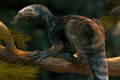 В Бразилии нашли останки Venetoraptor gassenae, который может быть предком птерозавров - фото