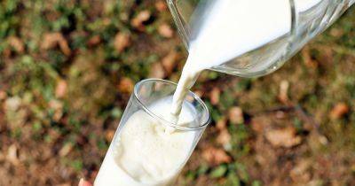 Чем заменить коровье молоко: 5 растительных альтернатив