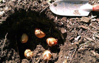 Когда нужно осенью высаживать тюльпаны в открытый грунт: важные дни и главные правила
