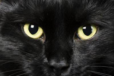 День черного кота 17 августа - забавные картинки и мемы