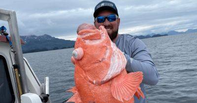 Розовый гигант: рыбак вытащил рекордного морского окуня с глубины 300 метров (фото)