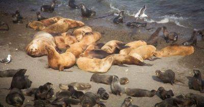 Ад для морских котиков. На острове в Сибири обнаружили сотни мертвых тел животных (фото)