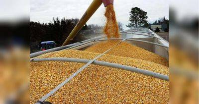 Уже этой осенью: Латвия планирует подключиться к перевозке украинского зерна