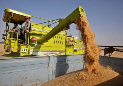 Индия рассматривает возможность покупки пшеницы у россии со скидкой - Reuters