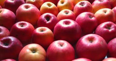 Сможете полакомиться еще в феврале: как правильно хранить яблоки после сбора урожая