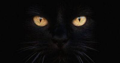 17 августа — День черного кота: суеверия, приметы и факты (фото, видео)