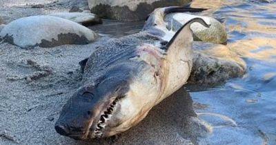 Переполох в Айдахо: на берегу реки найдена акула с острыми зубами, которой здесь не место (фото) - focus.ua - США - Украина - Канада - шт.Аляска - штат Айдахо