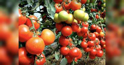 Супер-полезная подкормка для огурцов и томатов: обязательно дайте его растениям в августе — они отблагодарят обильным урожаем