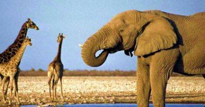 Айболита: РФ хочет наладить импорт слонов и жирафов из Лимпопо