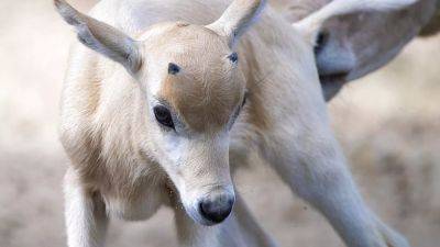 В зоопарке родился детёныш редкой антилопы Аддакс
