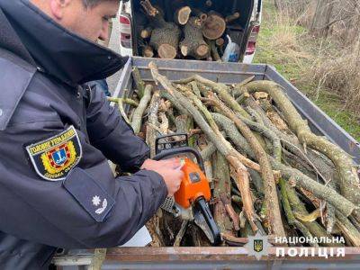 С вырубкой деревьев в нацпарке в Одесской области мужчине грозит серьезный срок