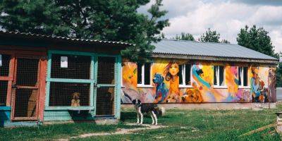 Международный день бездомных животных. Какая в Украине ситуация с хвостиками, не имеющими дома, и с приютами для них