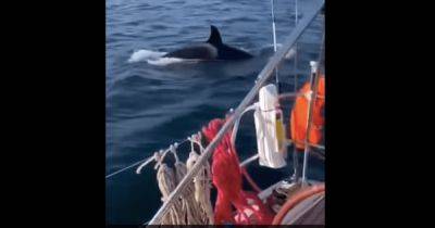 Жуткие мгновения: киты-убийцы окружили яхту "Санта-Барбара" и оторвали руль (видео)
