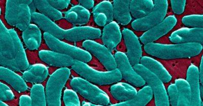 "Плотоядные" бактерии убили 3 человека в двух штатах США: что известно